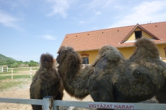 Festetics-allatpark-tevek