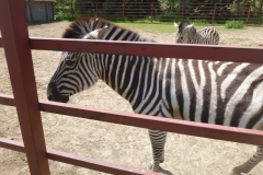 Festetics-allatpark-zebra